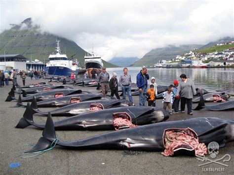 Faroe Islands Pilot Whale Massacre ‘a Natural Way Of Life’ Tracy Brighten