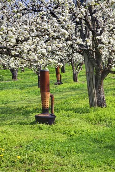 Cherry Orchards Of The Oregon Columbia Gorge Photographic Print