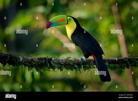 Keel Billed Toucan Ramphastos Sulfuratus Also Known As Sulfur