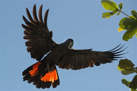 Red-Tailed Black Cockatoo Health, Personality, Colors and Sounds ...