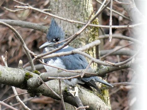 Ebird Checklist May Domaine De Maizerets Species