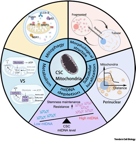 Mitochondria In Cancer Stem Cells Achilles Heel Or Hard Armor Trends