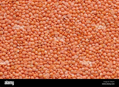 Masoor Bean Hi Res Stock Photography And Images Alamy