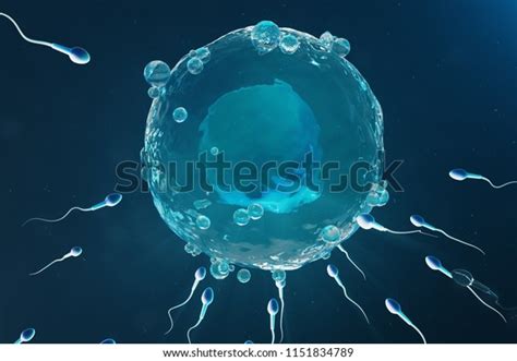 Sperm Egg Cell Ovum Native Natural Stock Illustration 1151834789