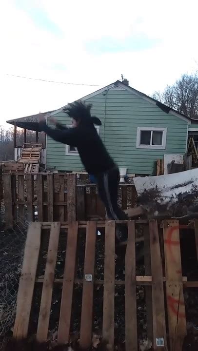 Flimsy Wooden Remains Of Goat Penn Break As Guy Attempts To Jump Off