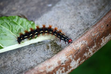 Hairy Leucaloa Caterpillar Free Stock Photo Public Domain Pictures