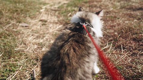 une promenade d un beau chat pelucheux en laisse le long d un pré vert