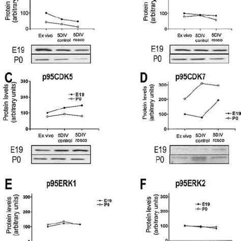 Schematic Representation Of The Effect Of Cdk Inhibition On Cellular