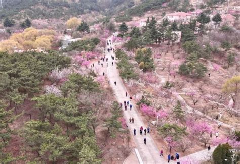 来李沧，遇见“梅”好！梅花节来了，青岛的春天从这里迈出“第一步”腾讯新闻