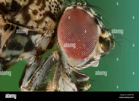 Fruit Fly Insect Hi Res Stock Photography And Images Alamy