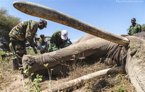 Understanding The Okavango Delta Africa Geographic