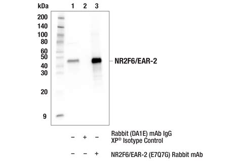 NR2F6 EAR 2 E7Q7G Rabbit MAb Cell Signaling Technology