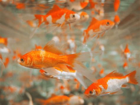 Goldfish Eggs A Comprehensive Guide To Breeding And Care Memfish Dot Net