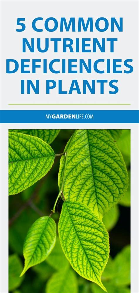 Common Nutrient Deficiencies In Plants Plants Nutrient Deficiency