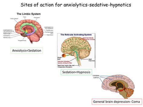 1 Sedative Hypnotics Flashcards Quizlet