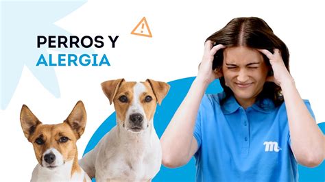 Tu Perro Tiene Alergia S Ntomas Y Soluci N Youtube