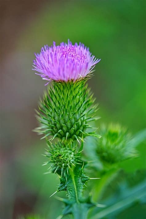 Thistle Flower Buds - Free photo on Pixabay - Pixabay