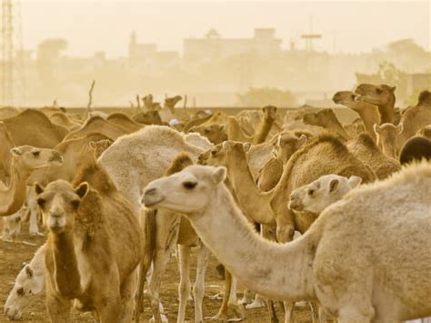 13 Fun Facts About Camels Spana