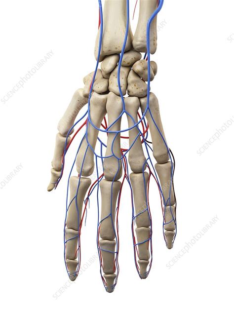 Hand Anatomy Veins And Arteries