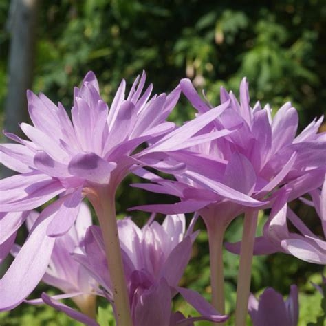 Colchicum Autumnale Waterlily Buy Plants At Coolplants