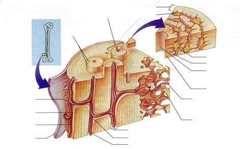 Diagrammatic view of Compact bone vs spongy bone Diagram | Quizlet