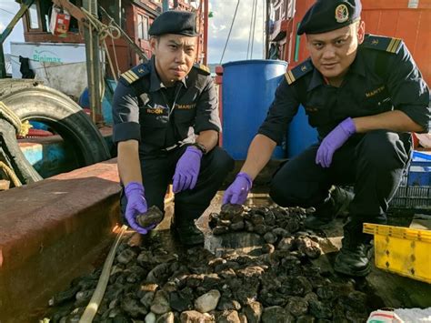 APMM Tahan 12 Nelayan Vietnam Buru Gamat Di Kudat Sabah Post