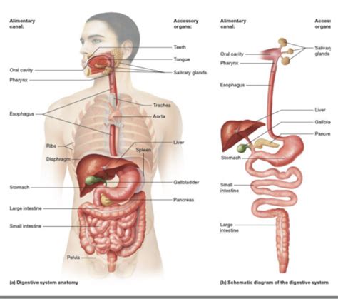 Digestive System Flashcards Quizlet