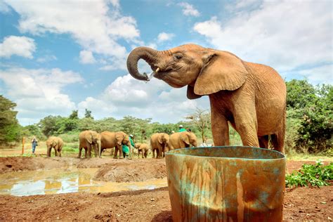 David Sheldrick Wildlife Trust (Elephant orphanage Nairobi) | Kenya Safari