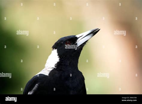 Australian Magpie Gymnorhina Tibicen Australia Stock Photo Alamy