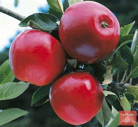 Яблоня 'Катя' — описание сорта, характеристики | на LePlants.ru