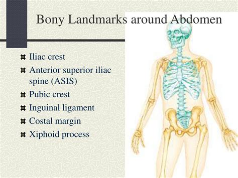 Ppt Abdominal Wall And Cavity Powerpoint Presentation Free Download