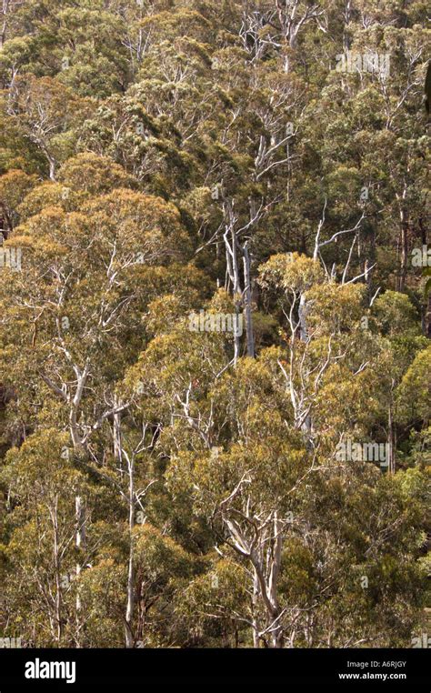 Eucalyptus Trees In Temperate Rainforest Otways Np Australia Stock