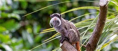 Emperor Tamarin Habitat