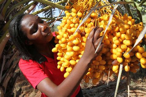 Its A Date With Super Profits For Farmer Growing Lucrative Fruit Nation