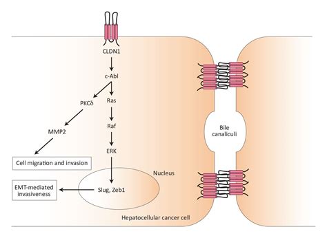 Tight Junction Proteins In Gastrointestinal And Liver Disease Gut