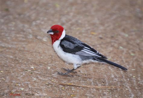 S Rie O Cardeal Do Nordeste Ou Galo Da Campina Paroar Flickr