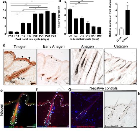 Figure 1 From Microrna 148a Controls Epidermal And Hair Follicle Stem