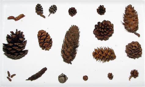 Types Of Pine Cones