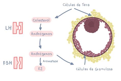 La Teor A De Las Dos C Lulas Y Dos Gonadotropinas Descubre Su