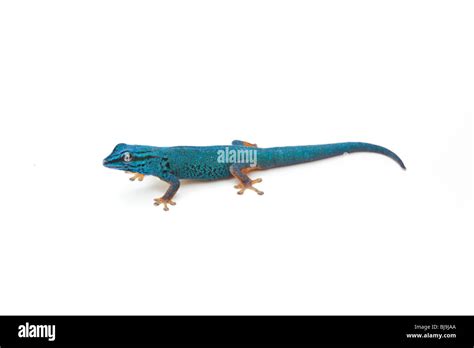 Electric Blue Day Gecko Lygodactylus Williamsi Tanzania On White