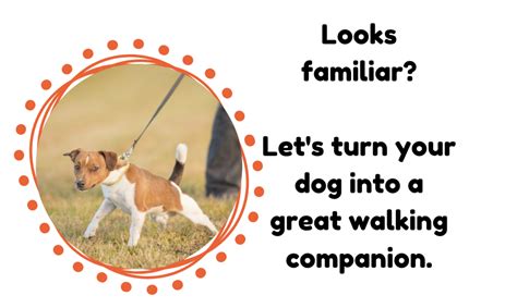 How To Stop Dog From Pulling On Leash While Walking