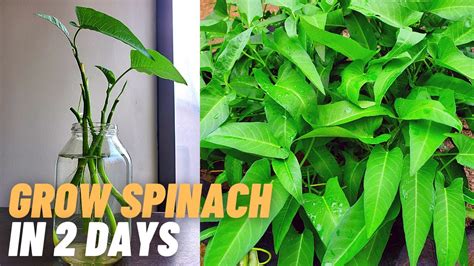 Fastest Growing Green Vegetable How To Grow Water Spinach At Home