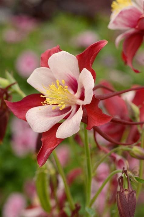 Aquilegia Columbine Swan Red And White Jim Whiting Nursery