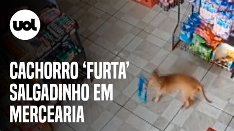 Câmera de segurança flagra cachorro furtando salgadinho em mercado no