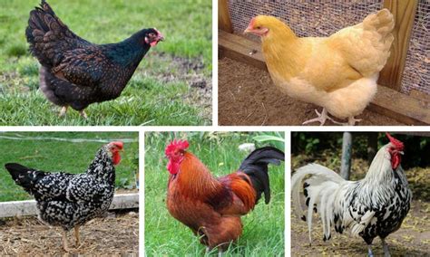 10 Breeds Of Chicken That Will Lay Tons Of Eggs For You Chicken