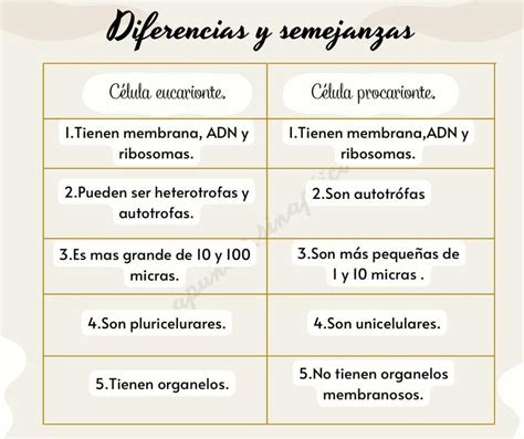 Diferencias Y Semejanzas Entre Las C Lulas Karen Montero Udocz