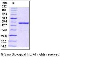 Human Recombinant Bmp Protein Fc Tag From Hek Cells Vwr