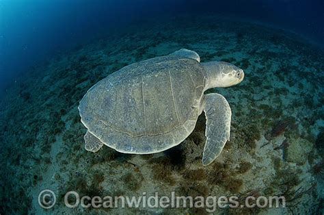 Kemp S Ridley Sea Turtle Photo Image