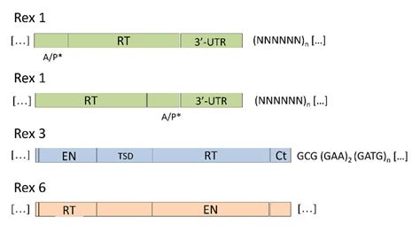 Main Features Of The Rex1 Retroelement Ap Apurinicapyrimidinic