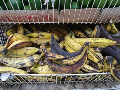 Pisang Tanduk In English Sean Parr